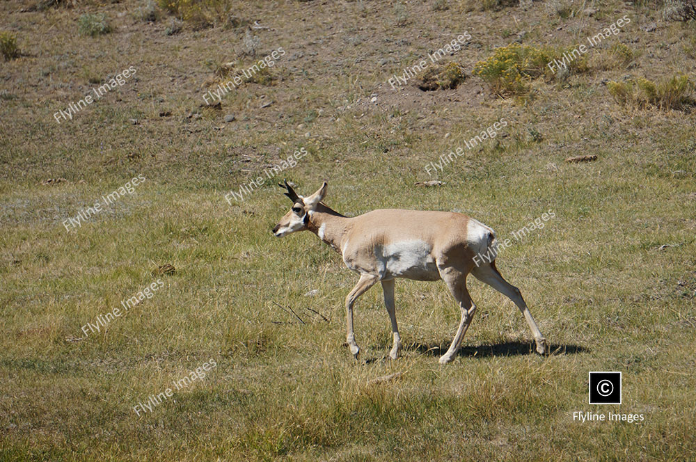 American Pronghorn, Antelope