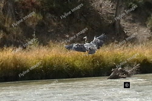 Blue Heron, Chama River, El Vado Ranch