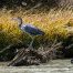 Blue Heron, Chama River, New Mexico, Coopers El Vado Ranch