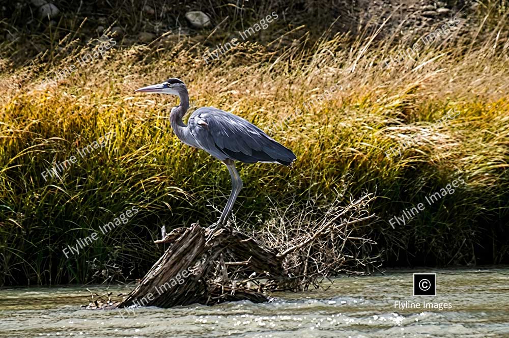 Blue Heron, Chama River, New Mexico, Coopers El Vado Ranch