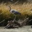 Blue Heron, Chama River, El Vado Ranch