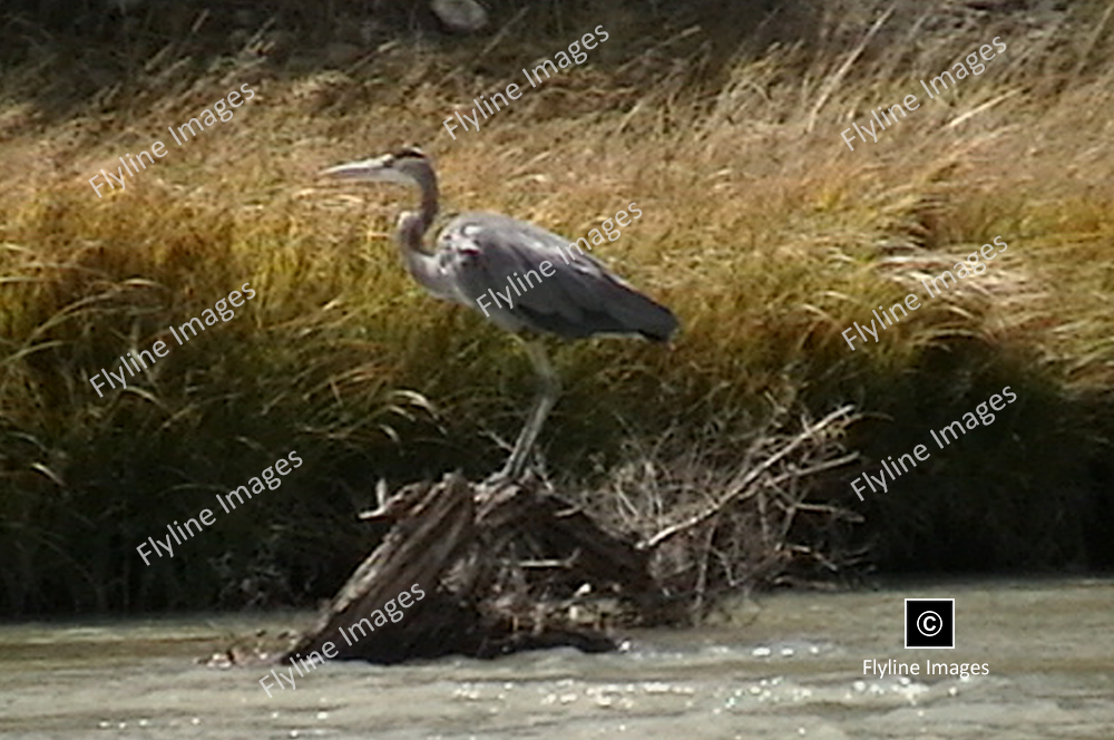 Blue Heron, Chama River, El Vado Ranch