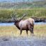 Bull Elk, Yellowstone National Park