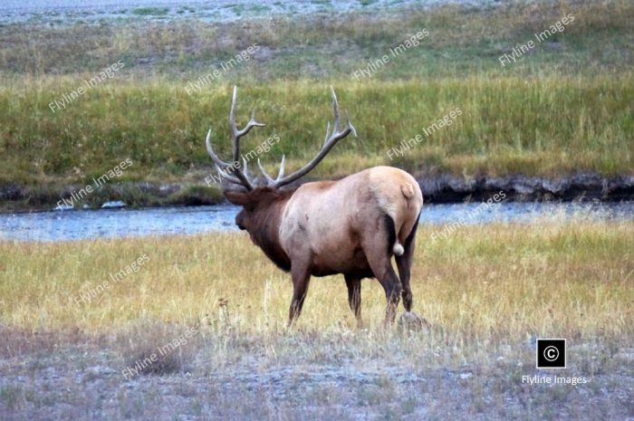 Bull Elk, Yellowstone National Park