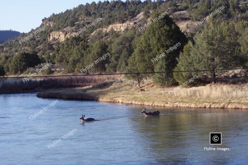 Chama River, El Vado Ranch, Deer