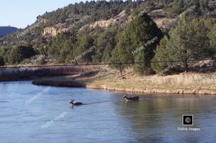 Chama River, El Vado Ranch, Deer