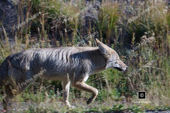 Coyote, Coyotes, Pedators