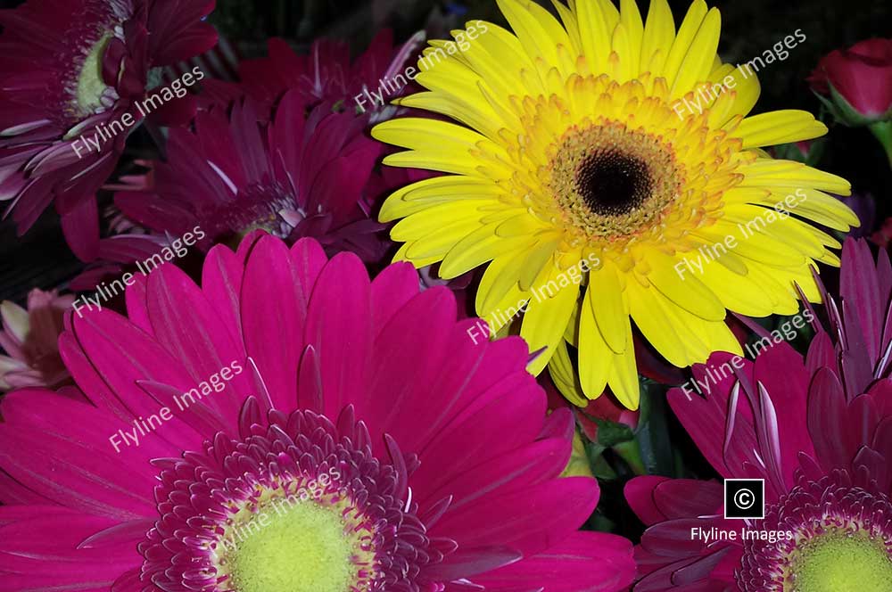 Gerbera Daisies