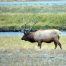 Bull Elk, Yellowstone National Park