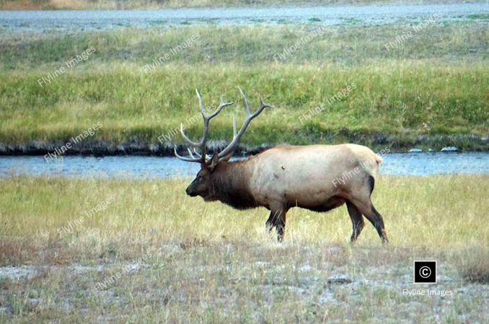 Bull Elk, Yellowstone National Park