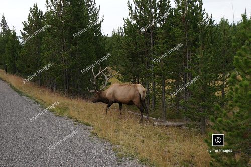 Elk, Bull Elk