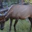 Elk, Female Elk