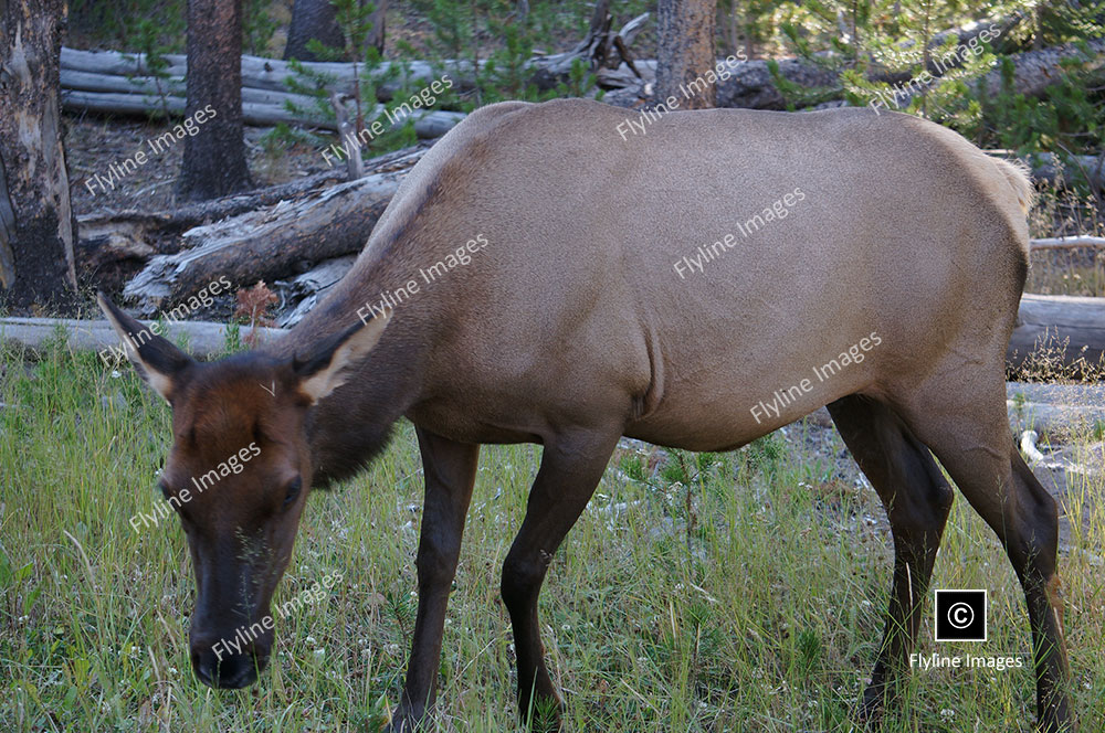 Elk, Female Elk