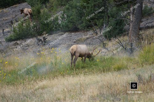 Elk, Elk In Yellowstone