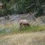 Elk, Elk In Yellowstone