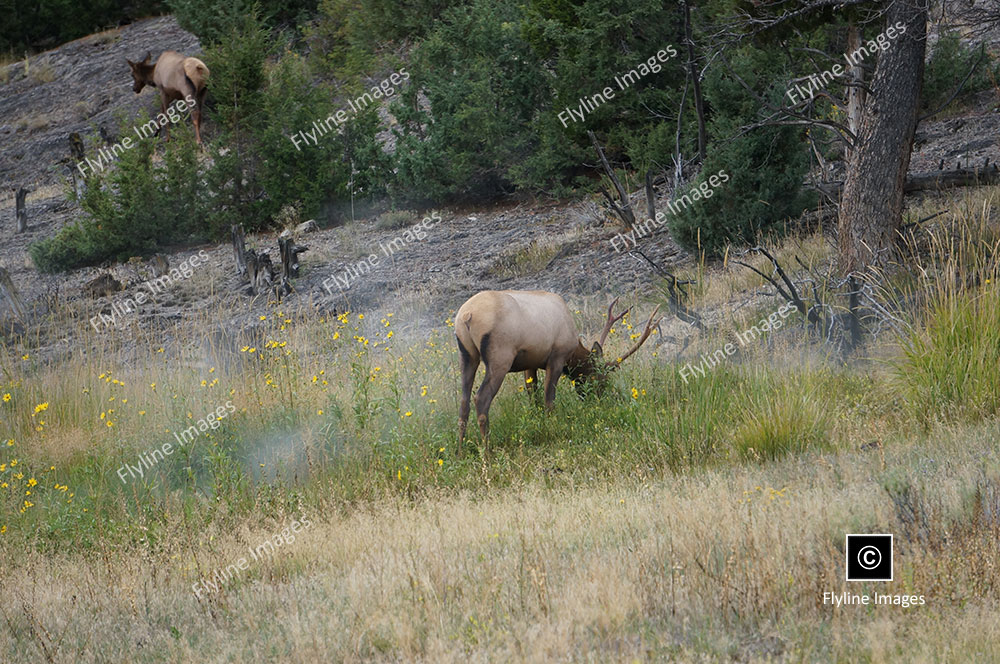Elk, Elk In Yellowstone