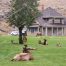Elk, Yellowstone National Park, Mammoth Hot Springs