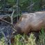 Bull Elk