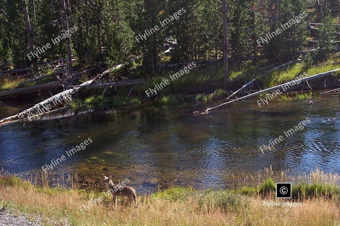 Coyote, Coyotes, Pedators