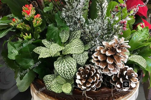 Flowering Basket