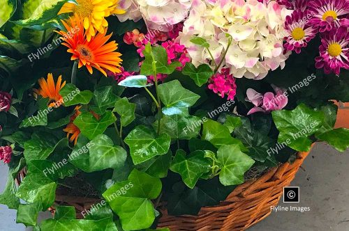 Flower Basket, Flowering Plant Basket