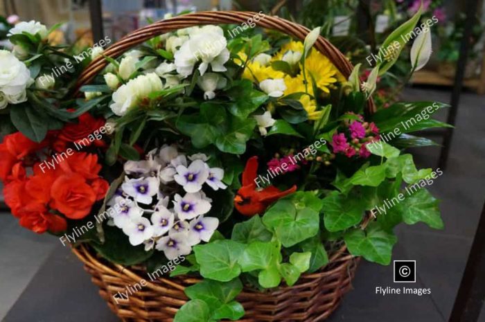 Flowering Basket