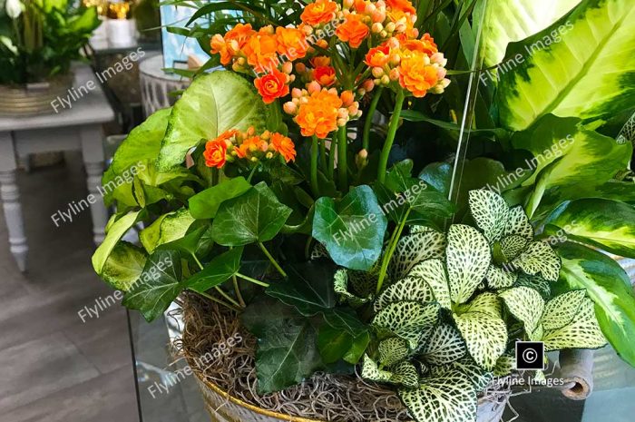 Flowering Plant Basket