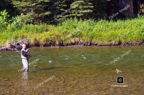 Gallatin River, Fly Fishing, Montana