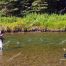 Gallatin River, Fly Fishing, Montana