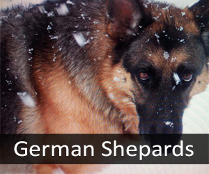 German Shepards