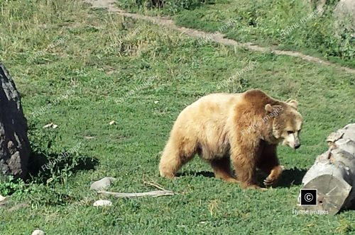 Grizzlies-at-Montana-Grizzly-Encounter