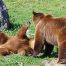 Grizzly Bears, Montana Grizzly Encounter, Casey Anderson, Wildlife Rescue