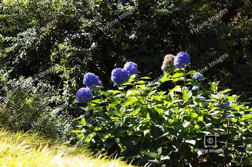 Hydrangea, Blue Hydrangea Flowers