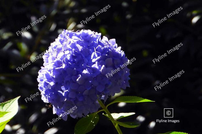 Hydrangea, Blue Hydrangea Flowers