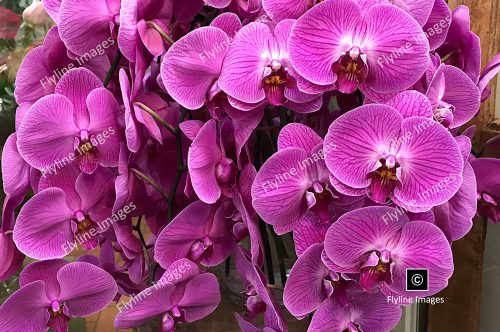 Orchids