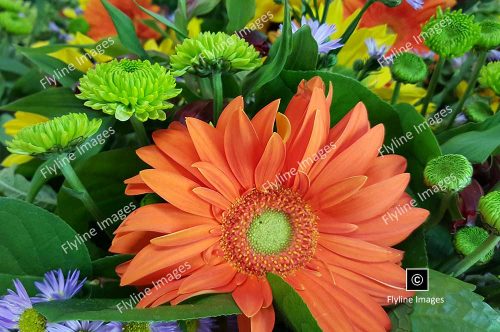 Orange Gerbera Daisy