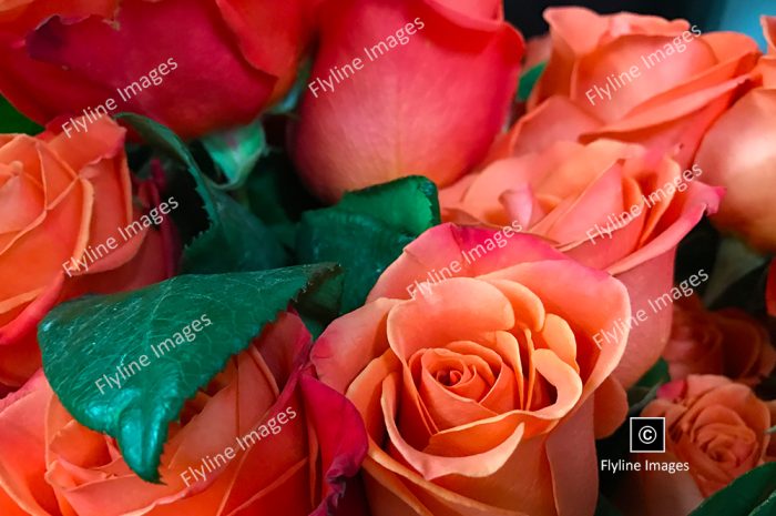 Orange Roses