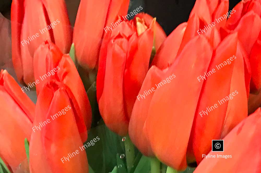 Tulips