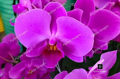 Orchid