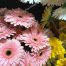 Daisies, Gerbera Daisies