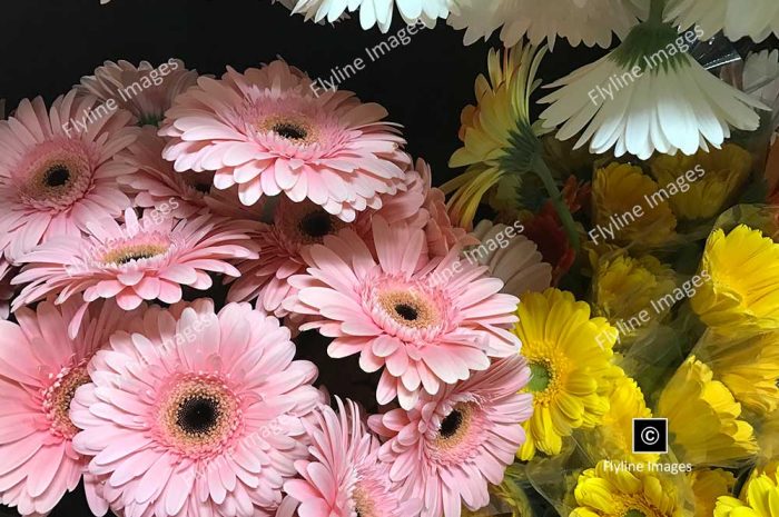 Daisies, Gerbera Daisies