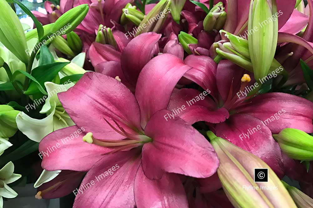 Pink Lilies