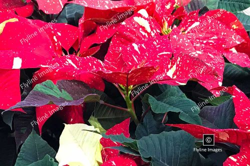 Poinsettias