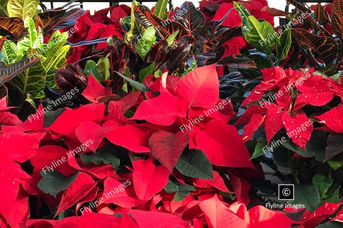 Poinsettias