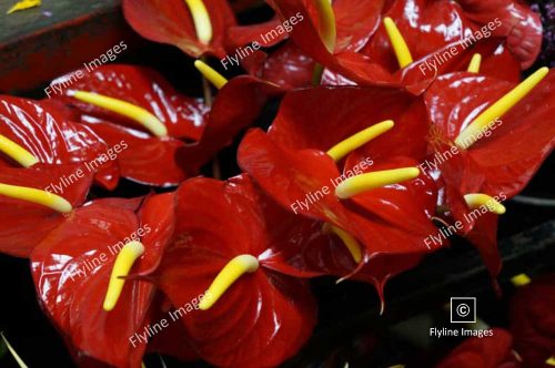 Red Anthurium