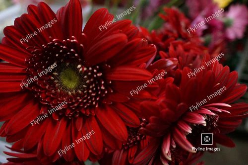 Red Gerbera Daisies