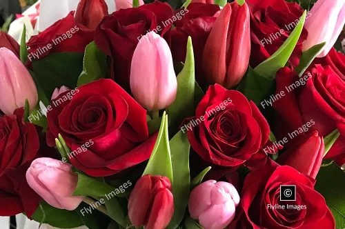 Red Roses, Pink Tulips