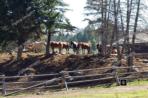 Roosevelt Horse Corral, Horseback Riding, Yellowstone National Park