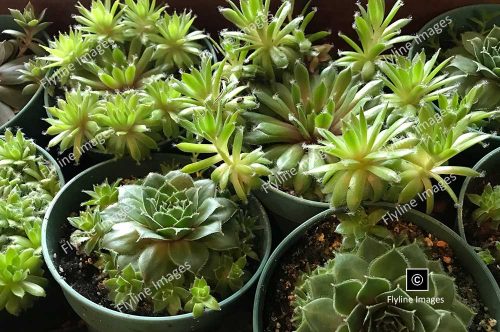 Succulent Plants