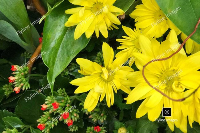 Yellow Daisies